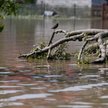 Powódź nie zwalnia z ochrony ptaków i motyli