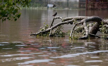 Powódź nie zwalnia z ochrony ptaków i motyli