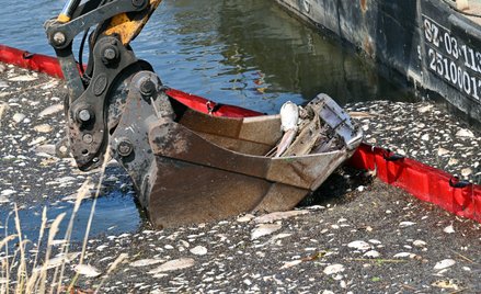 Akcja usuwania martwych ryb z Odry w miejscowości Krajnik Dolny, 15 sierpnia ub. r.
