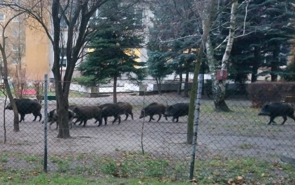 Dzik, zwierzę niepożądane w mieście. Jak miasta ograniczają ich populacje?