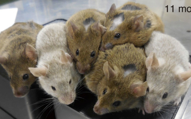 W wyniku japońskiego eksperymentu urodziły się zdrowe myszki