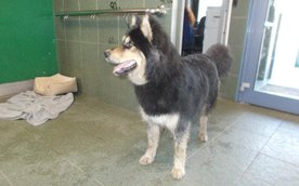 W tym roku na wydatki bieżące Schroniska na Paluchu przeznaczono ponad 24 mln zł