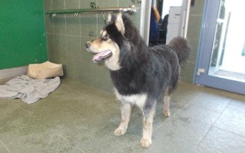 W tym roku na wydatki bieżące Schroniska na Paluchu przeznaczono ponad 24 mln zł