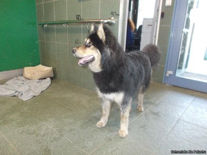 W tym roku na wydatki bieżące Schroniska na Paluchu przeznaczono ponad 24 mln zł