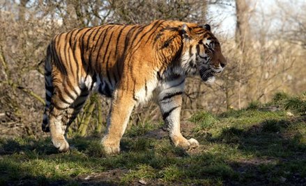Tygrys syberyjski, mieszkaniec warszawskiego ZOO