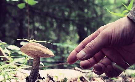 GIS ostrzega grzybiarzy i apeluje o ostrożność na i po grzybobraniu