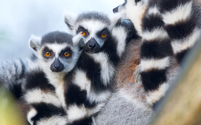 Madagaskar – miejsce, w którym przygoda spotyka się z nieokiełznanym pięknem