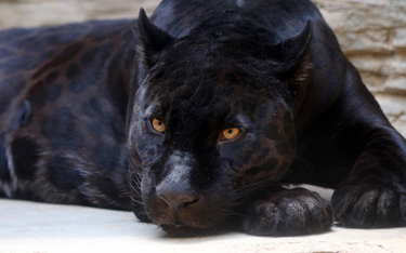 Z francuskiego zoo skradziono czarną panterę