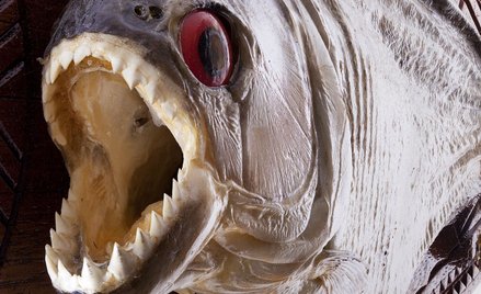 Brazylia. Mężczyzna uciekał przed pszczołami. Zjadły go piranie