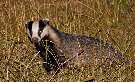 Percy Foster zagryziony przez borsuki? Bzdura