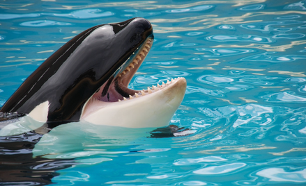 Słynna orka Lolita odzyska niebawem wolność. Zwierzę żyło w niewoli pięć dekad