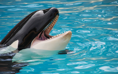 Słynna orka Lolita odzyska niebawem wolność. Zwierzę żyło w niewoli pięć dekad