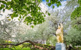 Na polskie Drzewo Roku można oddawać głosy do końca czerwca. Oliwnik Onufry liczy na głosy Warszawia