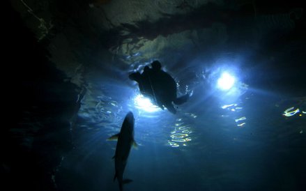 Oceanarium w Rotterdamie