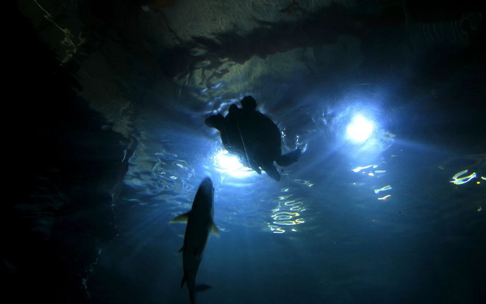 Oceanarium w Rotterdamie