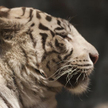 Chińskie zoo proponuje: Kup kozę lub krowę, nakarm nią tygrysa