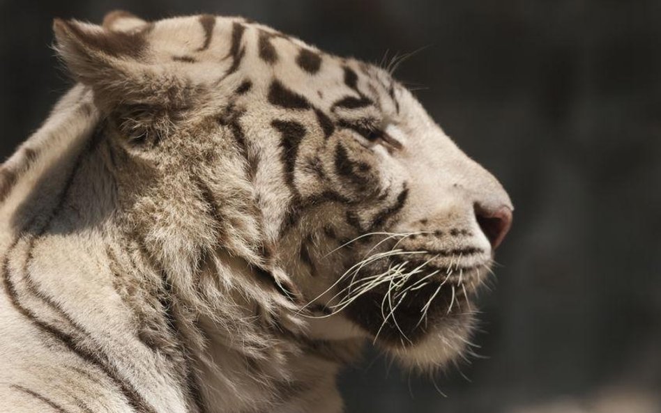 Chińskie zoo proponuje: Kup kozę lub krowę, nakarm nią tygrysa