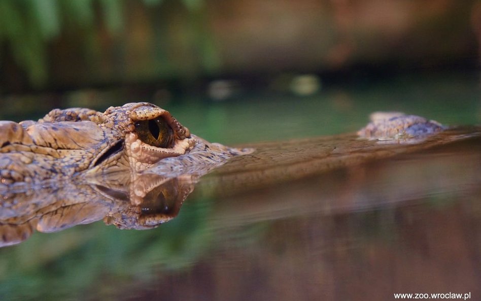 Wrocławskie Afrykarium wybrane cudem świata