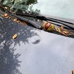 Właściciel działki może odpowiadać za szkody spowodowane przez drzewo, jeśli wynikają one z jego zan