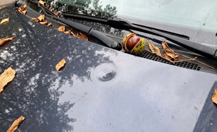 Właściciel działki może odpowiadać za szkody spowodowane przez drzewo, jeśli wynikają one z jego zan