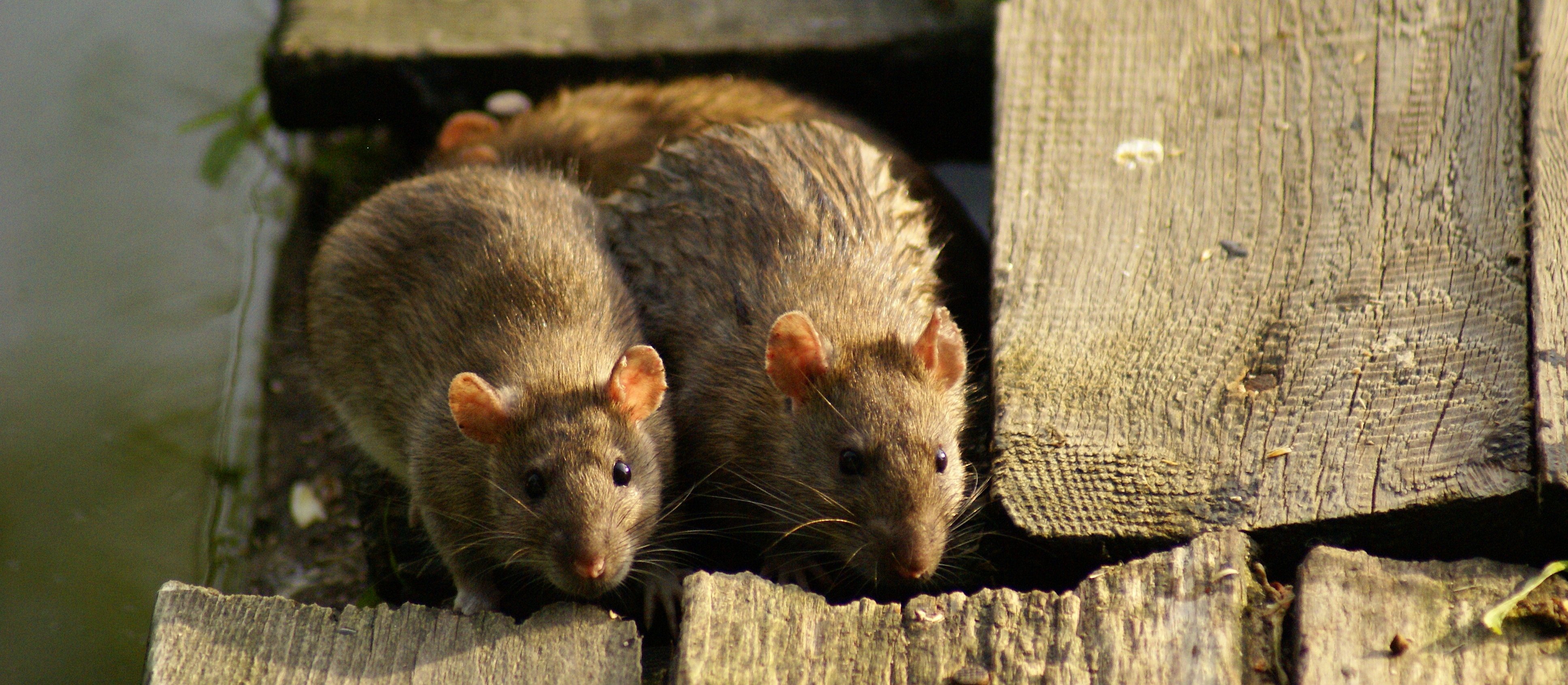 Szczury opanowały miasteczka w Strefie Gazy. „Musimy spać na zmianę”