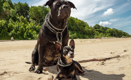 amstaff w kolczatce i pinczer