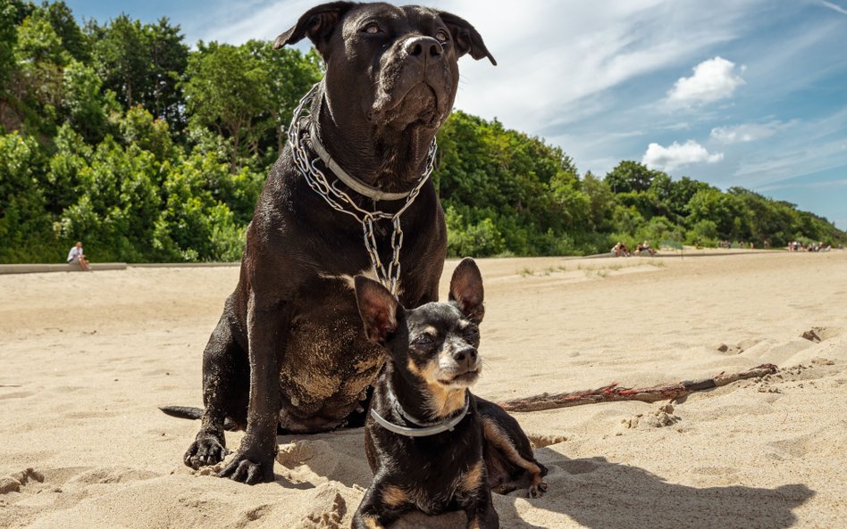 amstaff w kolczatce i pinczer