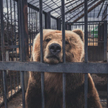 Anna Nowacka-Isaksson: Śmierć w zoo. Kto zawinił?