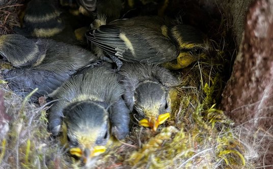 Ptasie gniazdo. Fot. Zuzanna Jagiełło