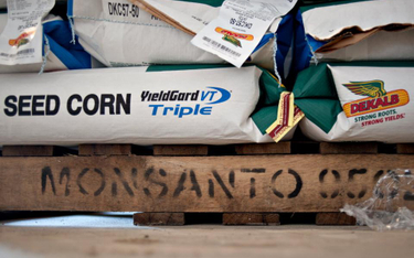 Monsanto wycofuje się z zasiewów GMO w Europie