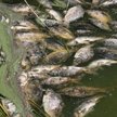 Upada gospodarstwo rybackie "Polesie"