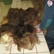 Przemyt niedźwiedziej skóry udaremniony przez celników