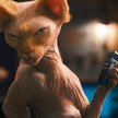 Kitty Galore chce się zemścić na ludziach i psach za utratę futerka