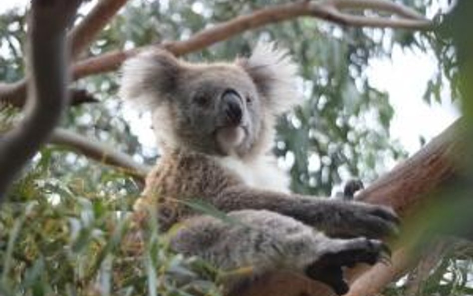 Ułatwienie dla Polonii w Australii