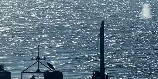 Горбатый кит Тимми освобождён из балтийских отмелей. Он вернулся в воды Северного моря