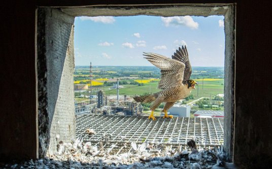 Grupa ORLEN jest m.in. partnerem wspierania odbudowy populacji sokoła wędrownego w Polsce. Stanowisk