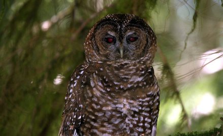 Populacja puszczyka plamistego, jednego z żyjących w Ameryce Północnej gatunków sowy, w ciągu ostatn