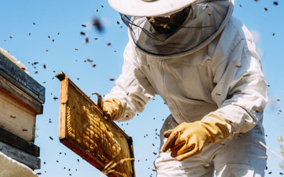 Pszczoły pracowicie promują miasta