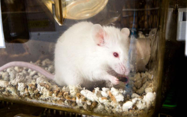 Eksperymenty prowadzone są na laboratoryjnych myszach