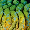 Escherichia coli, pospolita i niegroźna bakteria, czasem uzbraja się w niebezpieczną toksynę