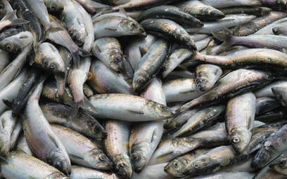 Pierwsza aukcja drogiej ryby w Rosji