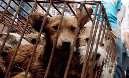 W Yulin, leżącym w sąsiadującej z Guandgdong prowincji Kuangsi, odbywa się festiwal psiego mięsa, op