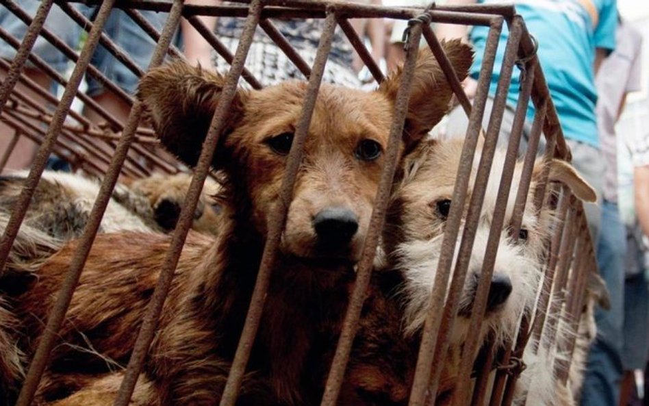 W Yulin, leżącym w sąsiadującej z Guandgdong prowincji Kuangsi, odbywa się festiwal psiego mięsa, op