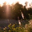 Cierpisz na alergię? Zmiany klimatyczne tylko ją pogorszą