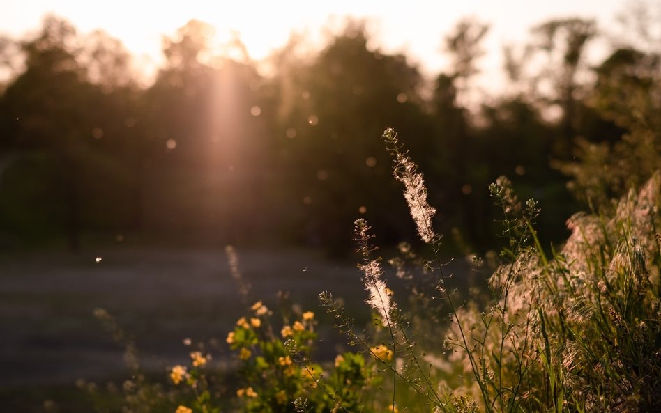 Cierpisz na alergię? Zmiany klimatyczne tylko ją pogorszą