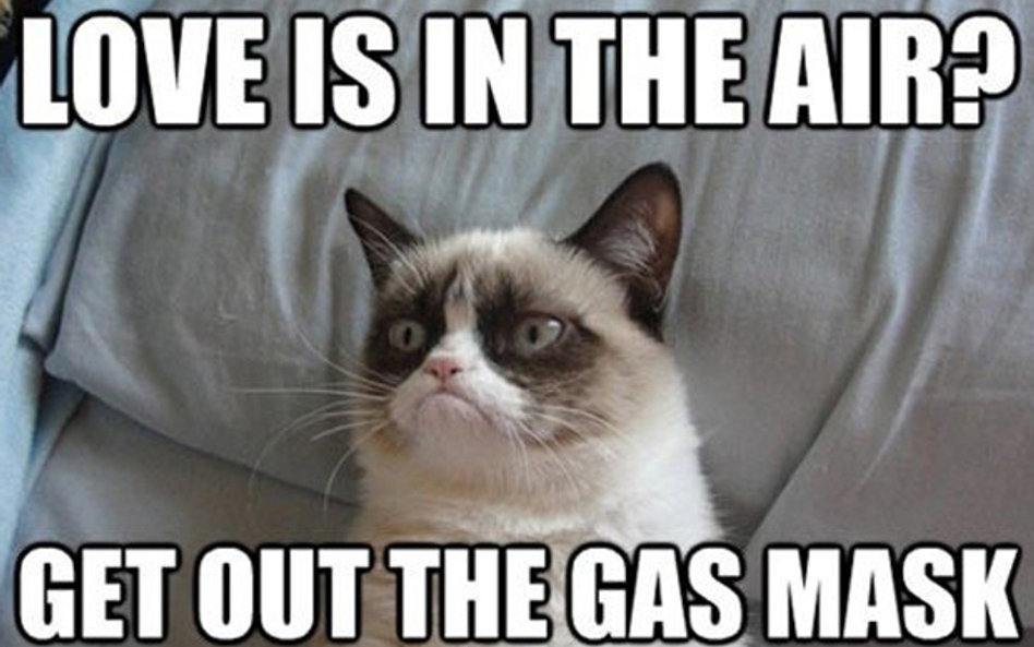 Jeden z memów z Grumpy Cat. Żródło: Cat Time