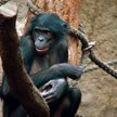 Próbkę do zbadania pobrano od samicy bonobo – Ulindi – mieszkającej w zoo w Lipsku