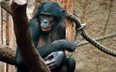Szympans karłowaty (bonobo) uchodzi za jednego z najbliższych żyjących krewnych człowieka