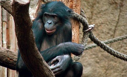 Szympans karłowaty (bonobo) uchodzi za jednego z najbliższych żyjących krewnych człowieka