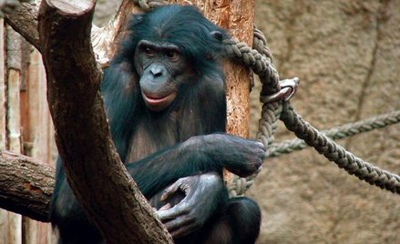 Szympans karłowaty (bonobo) uchodzi za jednego z najbliższych żyjących krewnych człowieka